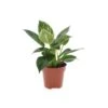 Philodendron White Wave -Semillas De Plantas philodendron white measure