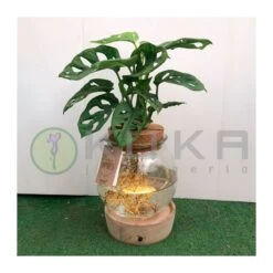 Philodendro Epifanía -Semillas De Plantas philodendron white wave 1