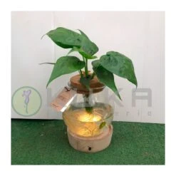 Philodendro Epifanía -Semillas De Plantas philodendron white wave 2