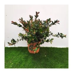 Photinia Nana Little Robbins -Semillas De Plantas photinia nana little robins 1