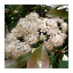Photinia Red Robin -Semillas De Plantas photinia red robin 1