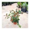 Photinia Red Robin -Semillas De Plantas photinia red robin