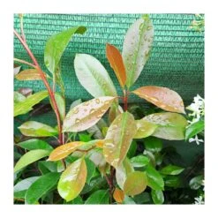Photinia Red Robin -Semillas De Plantas photinia red robin 2