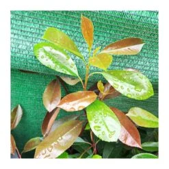 Photinia Red Robin -Semillas De Plantas photinia red robin 3