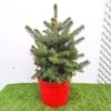 Picea Pungens Super Blue