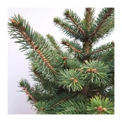 Picea Pungens Super Blue -Semillas De Plantas picea pungens glauca 2