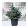 Picea Pungens Montgomery -Semillas De Plantas picea pungens montgomery