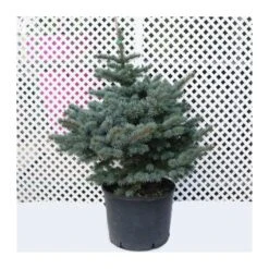 Picea Pungens Montgomery