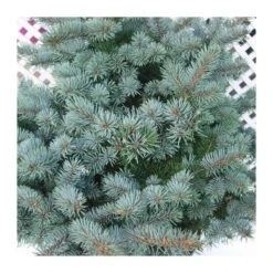 Picea Pungens Montgomery -Semillas De Plantas picea pungens montgomery 1 2
