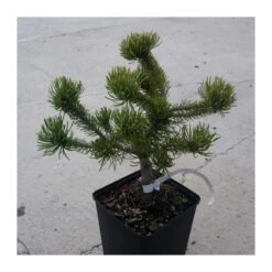 Pino Mugo Klostergun