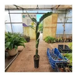 Pitahaya JC01 -Semillas De Plantas pitahaya jc01 5