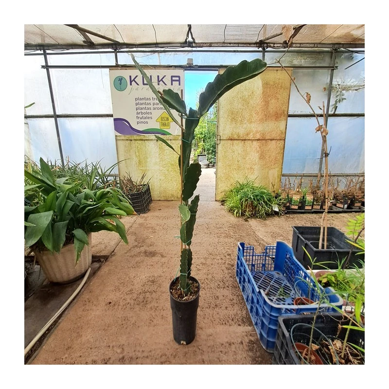 Pitahaya Tesoro 5 Pitahaya Tesoro - Imagen 3