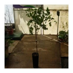 Pitanga -Semillas De Plantas pitanga 2