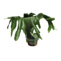 Platycerium Superbum -Semillas De Plantas platycerium superbum 2