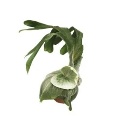 Platycerium Superbum