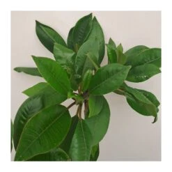 Plumeria Rubra Hawaiian