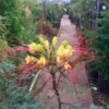 Caesalpinia Gilliesi -Semillas De Plantas poinciana gillesi
