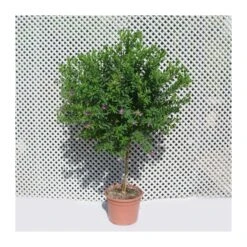 Polygala Myrtifolia -Semillas De Plantas polygala myrtifolia 2