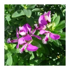 Polygala Myrtifolia