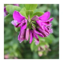 Polygala Myrtifolia -Semillas De Plantas polygala myrtifolia 3