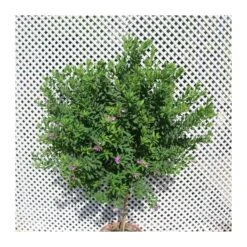 Polygala Myrtifolia -Semillas De Plantas polygala myrtifolia 4