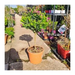 Polygala Myrtifolia -Semillas De Plantas polygala myrtifolia 5