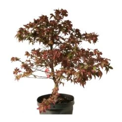 Pre-bonsai Acer Palmatum Deshojo