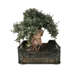 Pre-bonsai Olea Europaea 25 Años -Semillas De Plantas pre bonsai olea europaea 25 anos 1