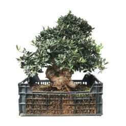 Pre-Bonsai Olea Europaea 26 Años -Semillas De Plantas pre bonsai olea europaea 26 anos 1