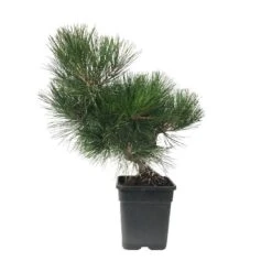 Pre-Bonsai Pinus Thunbergi -Semillas De Plantas pre bonsai pinus thunbergi 1