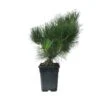 Pre-Bonsai Pinus Thunbergi -Semillas De Plantas pre bonsai pinus thunbergi
