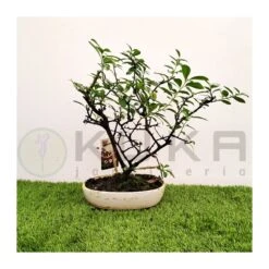 Bonsái Pyracantha Coccinea -Semillas De Plantas pre bonsai pyracantha coccinea 1