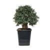 Pre-bonsai Quercus Suber -Semillas De Plantas pre bonsai quercus suber