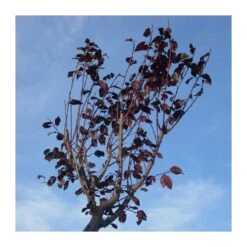 Prunus Pisardi -Semillas De Plantas prunus pisardi 1