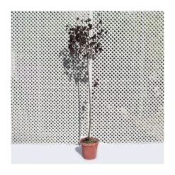 Prunus Pisardi EJEMPLAR -Semillas De Plantas prunus pisardi ejemplar 2