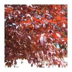 Prunus Pisardi EJEMPLAR -Semillas De Plantas prunus pisardi ejemplar 3