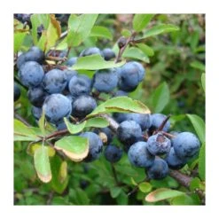 Endrino Certificado M.P.S