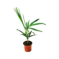 Ptychosperma Elegans