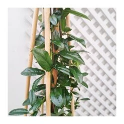 Pyracantha Soleil D´or -Semillas De Plantas pyracantha soleil dor 2