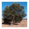 Quercus Suber -Semillas De Plantas quercus suber