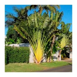 Ravenala Madagascariensis