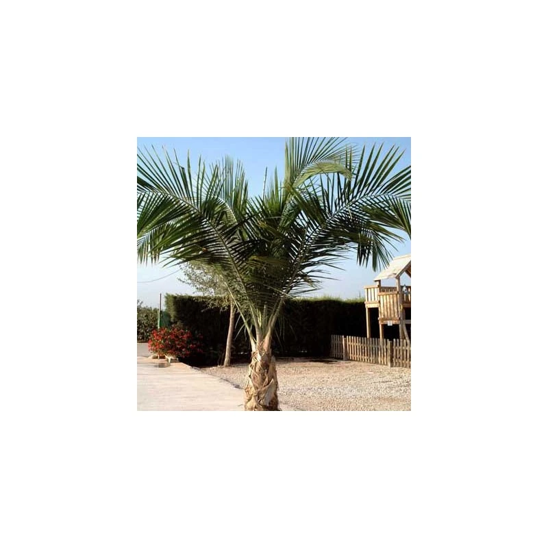 Ravenea Rivularis 3 Ravenea Rivularis