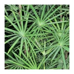 Semillas De Plantas -Semillas De Plantas rhapis humilis 1