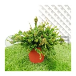 Rhipsalis Mesembryanthemoides