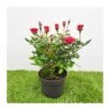 Rosal Mini Kordana 2 Rosal Mini Kordana -Semillas De Plantas rosal mini kordana