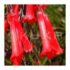 Russelia Equisetiformis Rojo -Semillas De Plantas russelia 2