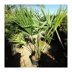 Sabal Minor -Semillas De Plantas sabal minor 1