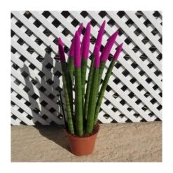 Sansevieria Spaguetti Decorada 10 Sansevieria Spaguetti Decorada -Semillas De Plantas sansevieria spaguetti decorada 2