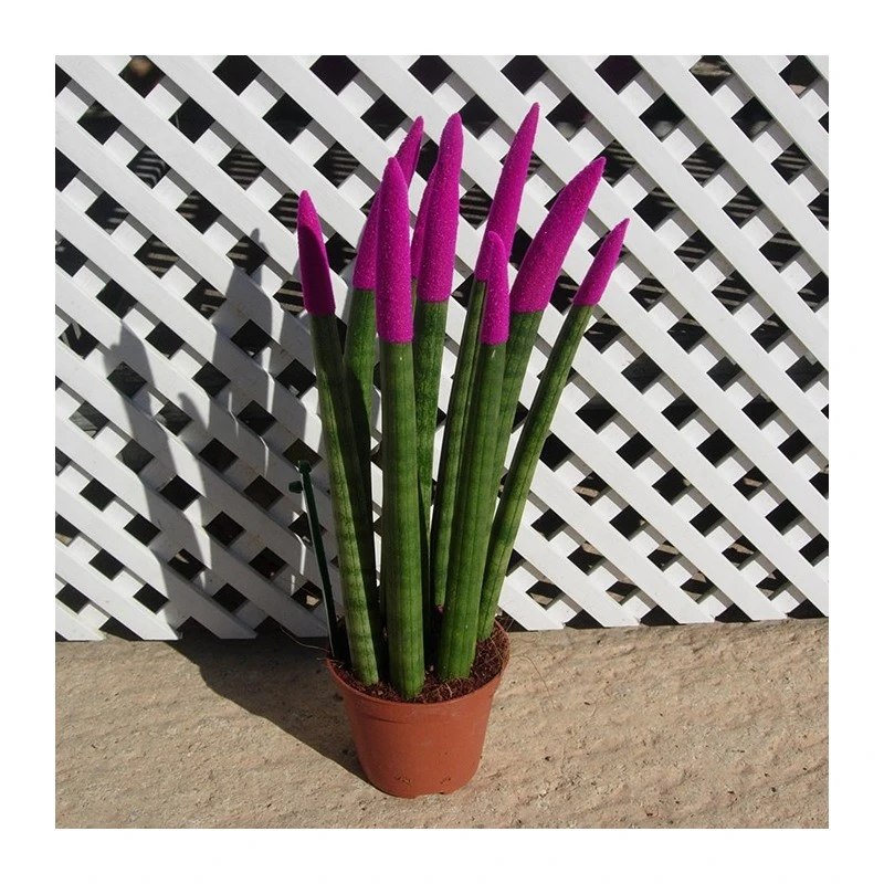 Sansevieria Spaguetti Decorada 5 Sansevieria Spaguetti Decorada - Imagen 3