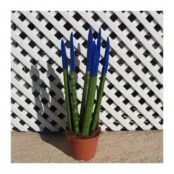 Sansevieria Spaguetti Decorada 11 Sansevieria Spaguetti Decorada -Semillas De Plantas sansevieria spaguetti decorada 3
